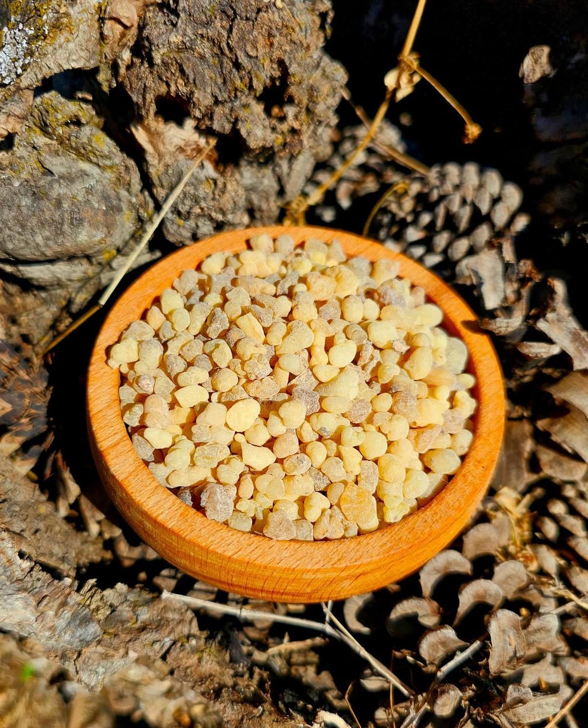 Akgünlük Sakızı ( Tüketilebilir )